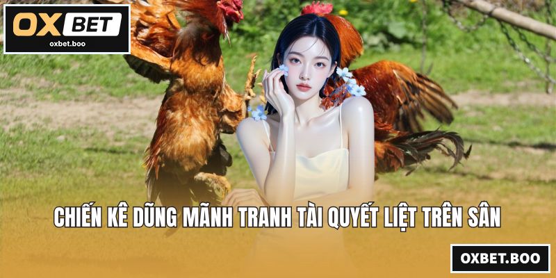 Chiến kê dũng mãnh tranh tài quyết liệt trên sân