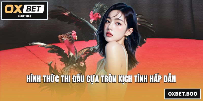 Hình thức thi đấu cựa tròn kịch tính hấp dẫn