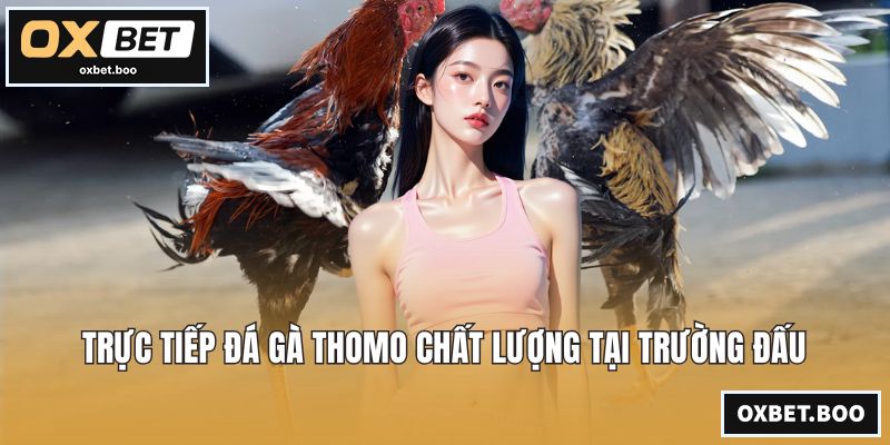 Trực tiếp đá gà Thomo chất lượng tại trường đấu